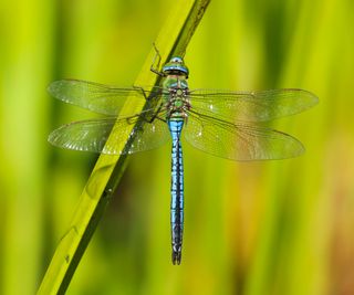 dragonfly visiting garden pond grasses