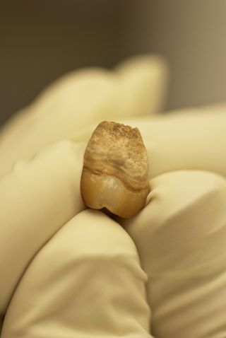 molar tooth of teen girl Naia who died 12,000 years ago on the floor of an underwater cave on the Yucatan Peninsula.