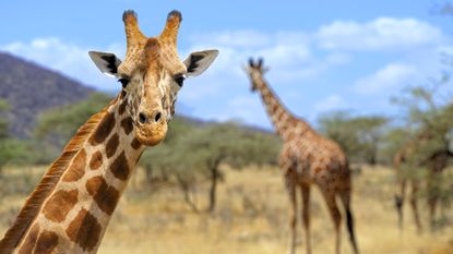 Giraffes' exceptional height may increase their vulnerability to lightning.