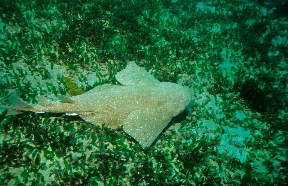 Angel Shark