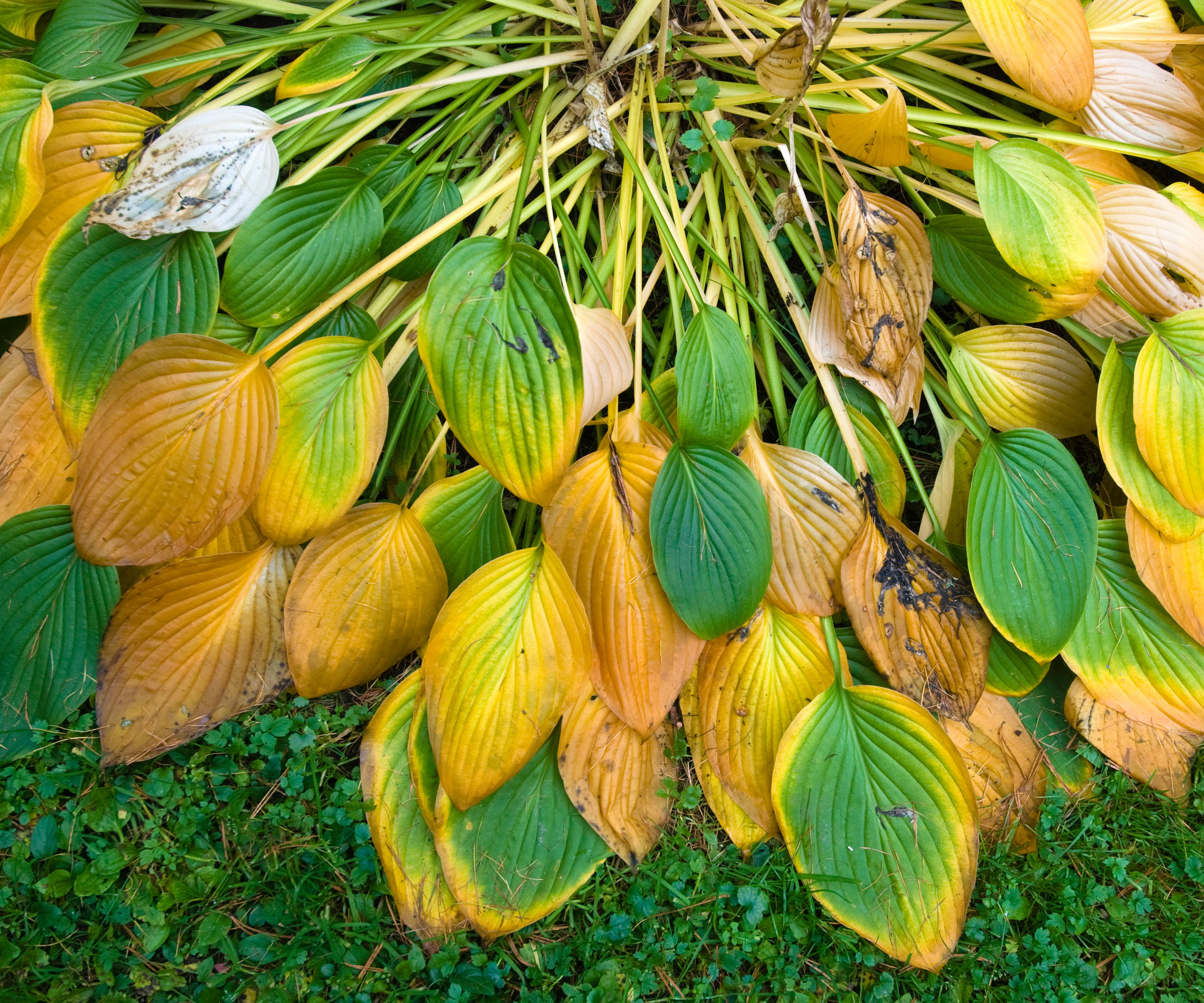 hosta plant with yellow leaves on grass