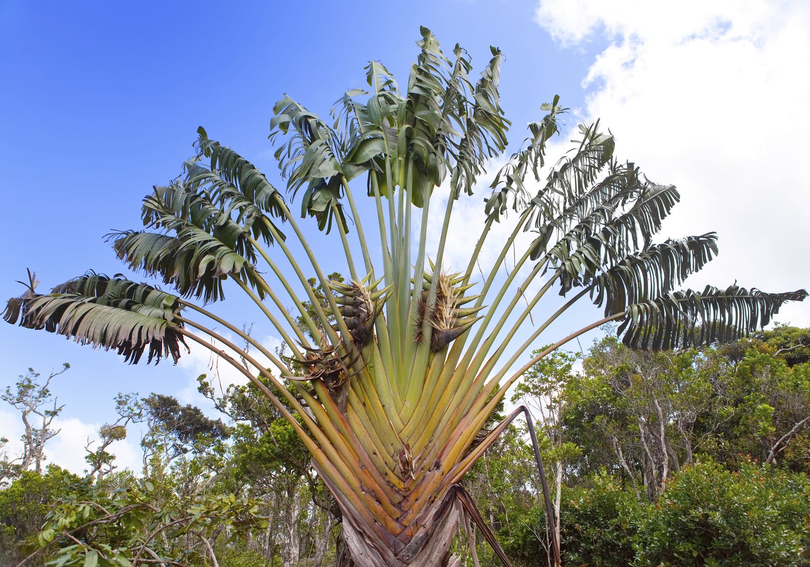 Ravenala Madagascariensis Palm, Travellers Tree or