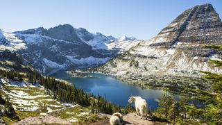 A mountain goat overlooking a lake in Glacier National Park