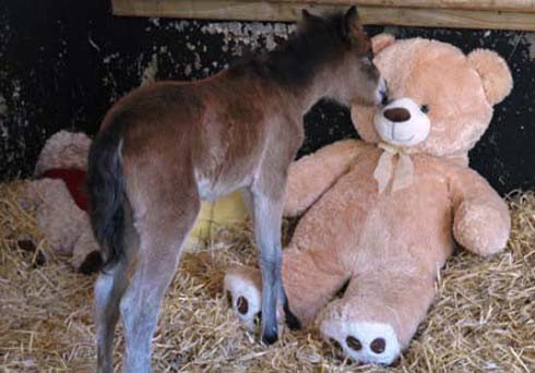 The abandoned foal loves his giant teddy