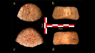 A top (a), rear (b), bottom (c) and front (d) view of the vertebra discovered at 'Ubeidiya