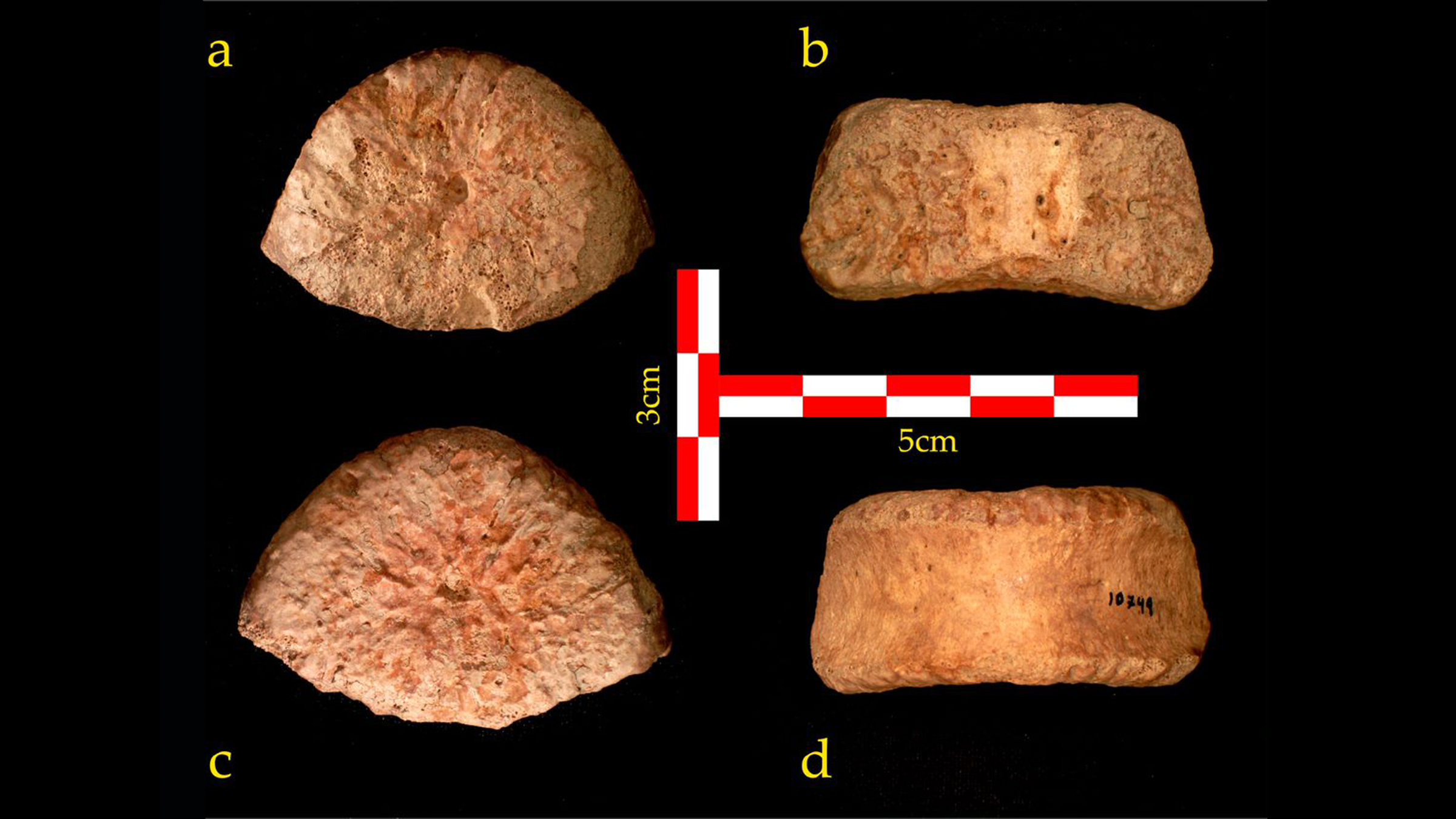 A top (a), rear (b), bottom (c) and front (d) view of the vertebra discovered at Ubeidiya