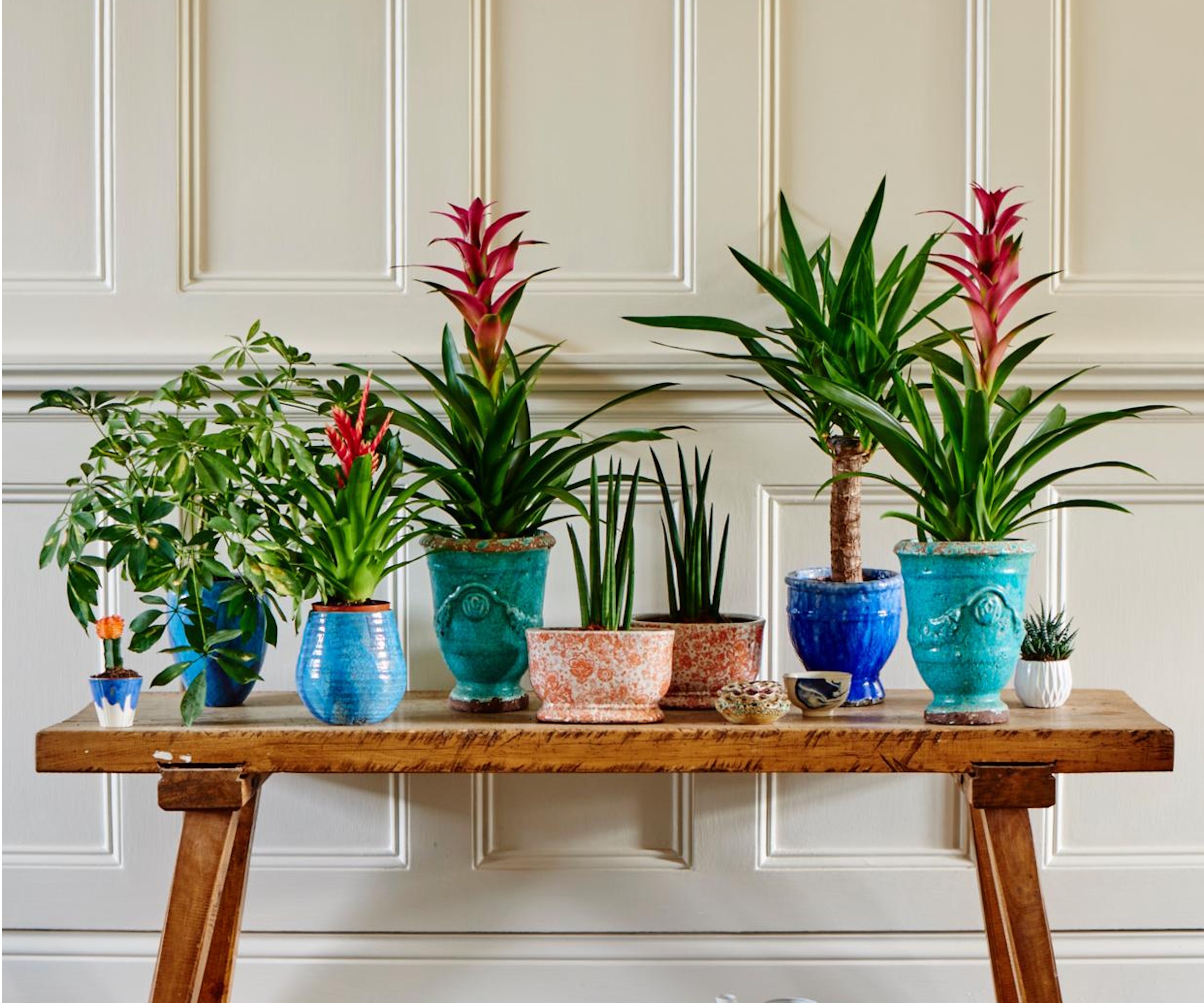 Houseplants on table