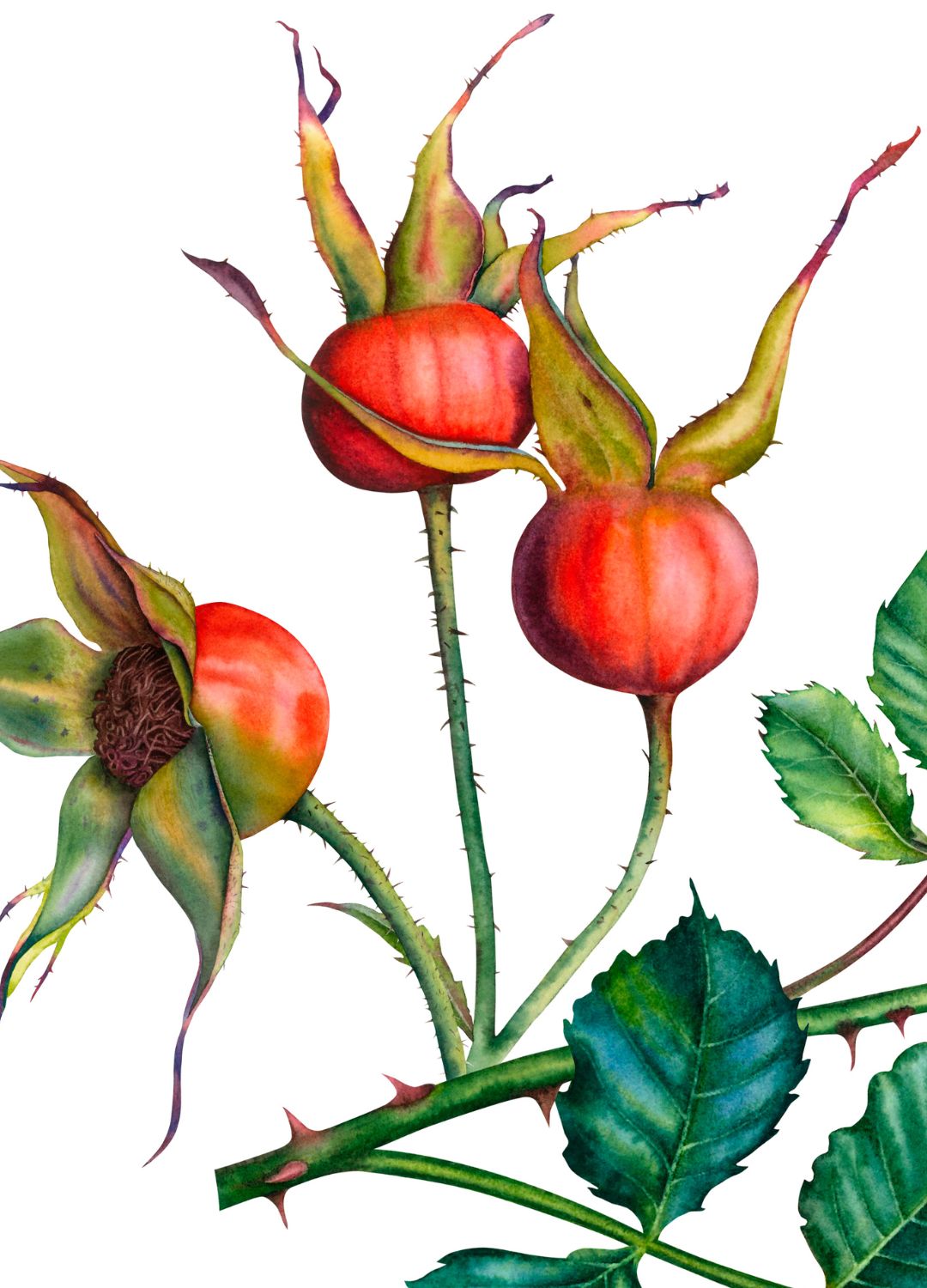 Rosehips