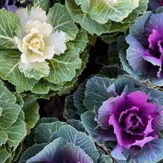 Ornamental cabbages growing in garden