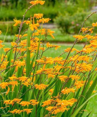 Corcosmia 'Walberton Yellow'