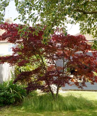 The Smith family's garden has been transformed with raised beds and smart garden office