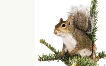 A Squirrel Jumps From Your Christmas Tree...