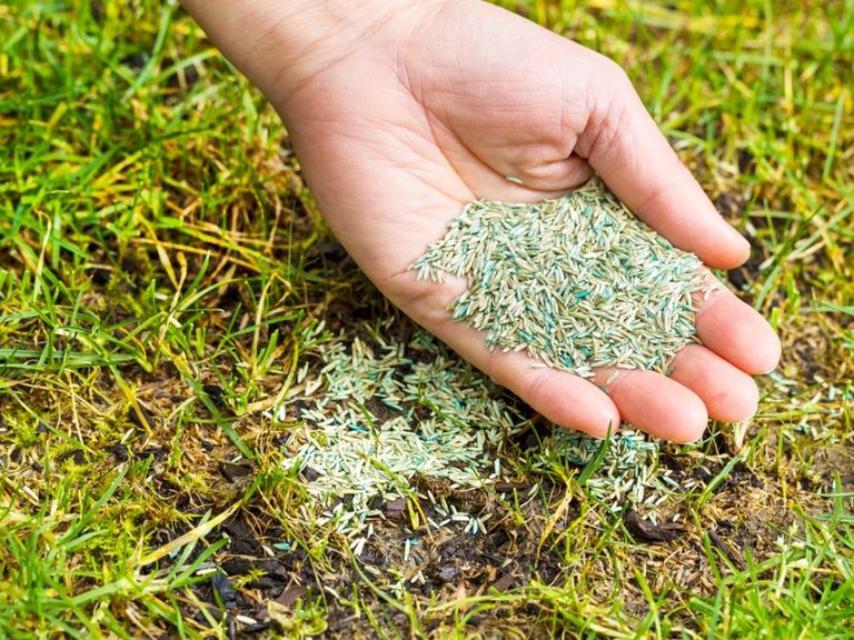 Planting Grass Seed In Winter - How Winter Overseeding Works ...