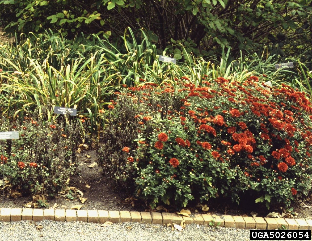 Chrysanthemum Foliar Nematodes