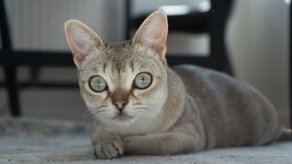 Singapura cat