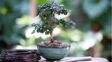 Bonsai tree outdoor