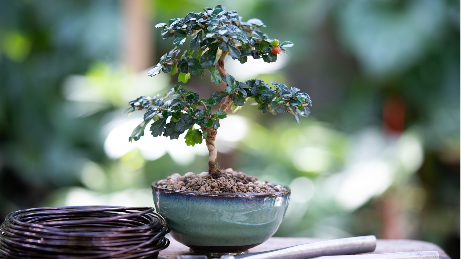 Bonsai tree outdoor