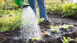 woman watering her vegeatable patch