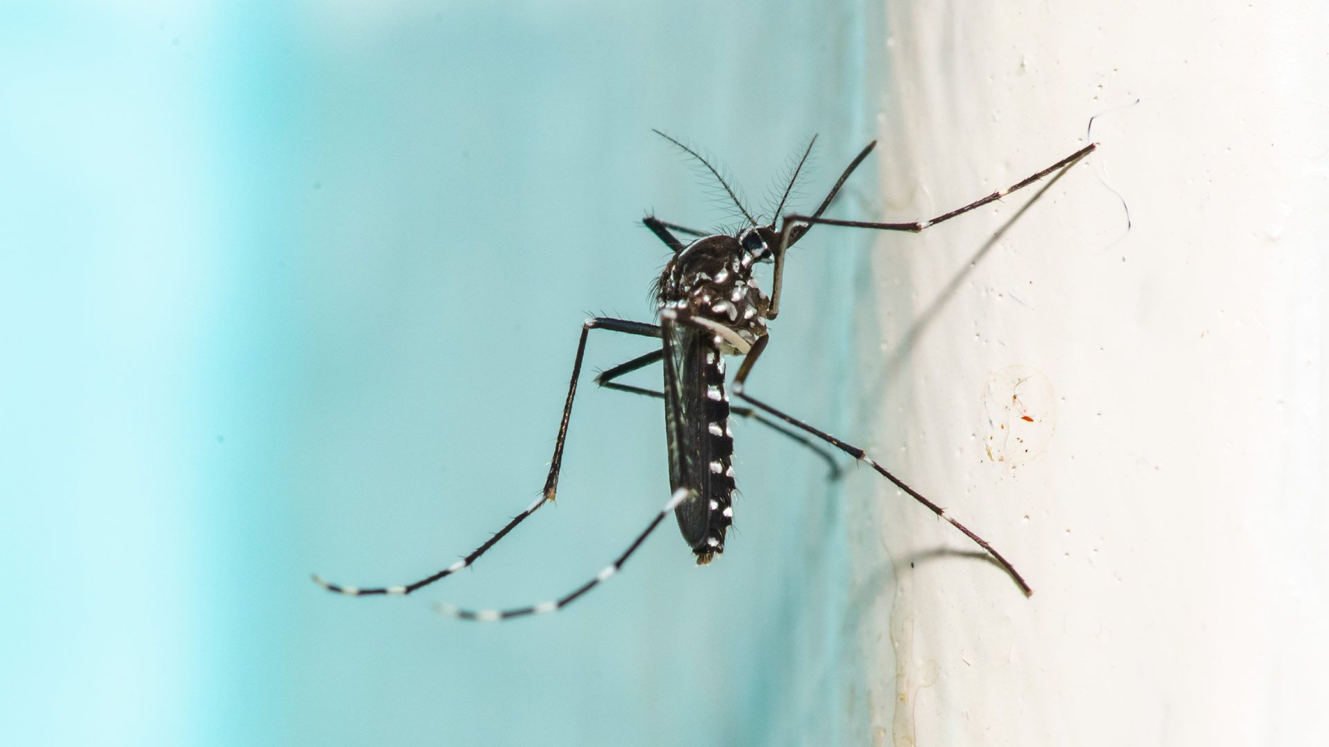 Laser-based mosquito killers: a DIY prototype and the Photon Matrix Indiegogo product