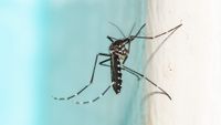 A mosquito