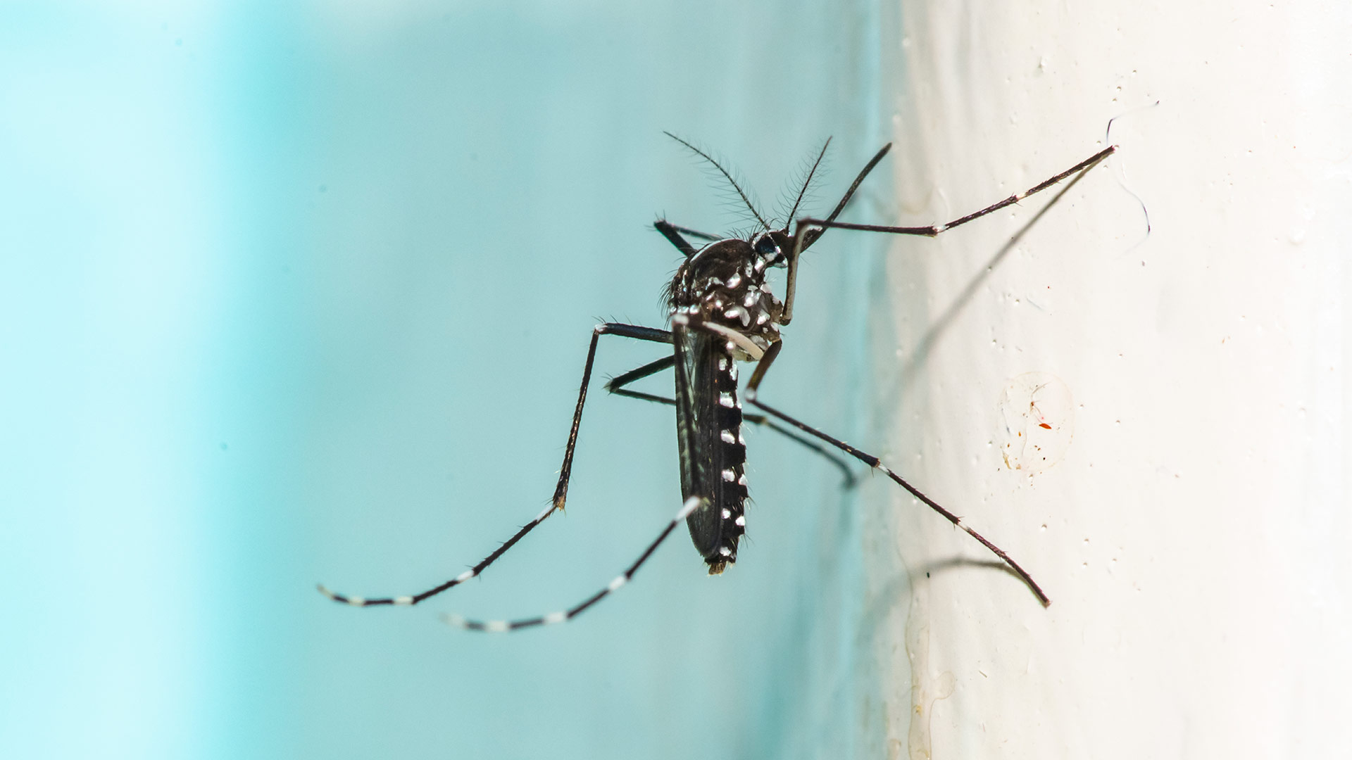 A mosquito