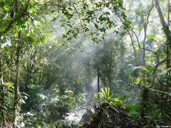 Brazil's Atlantic Forests are naturally regenerating much faster than  expected - CIFOR Forests News