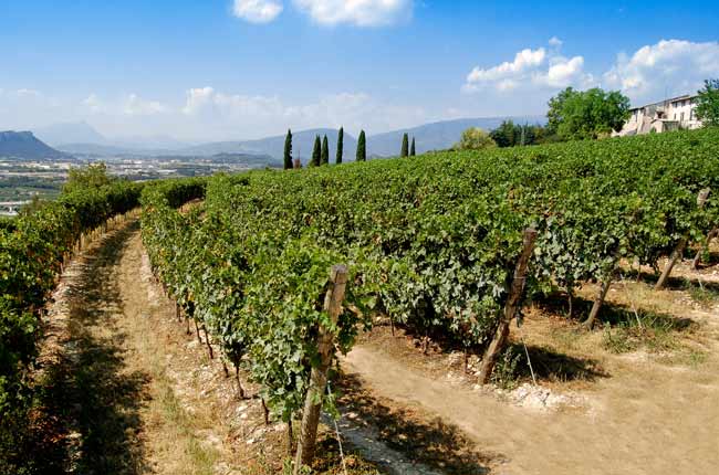 Tommasi Amarone Classico