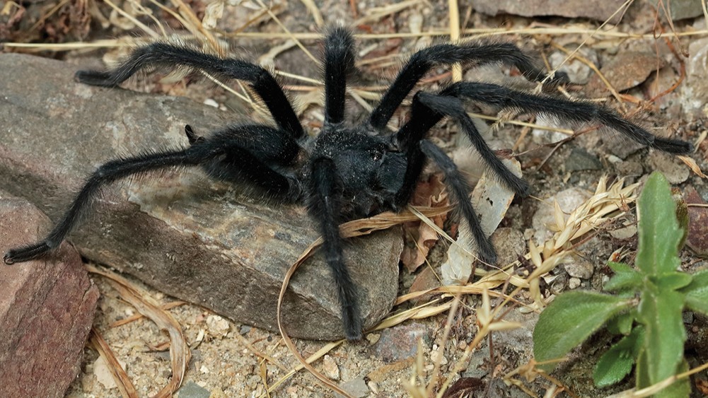 Meet the Tarantula with the Longest Genitalia Ever: Why Did Scientists Create a New Genus?