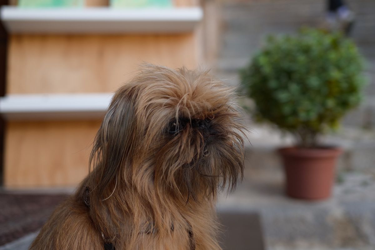 Close-up portrait of a small shaggy brown dog with long facial hair and a softly blurred background.