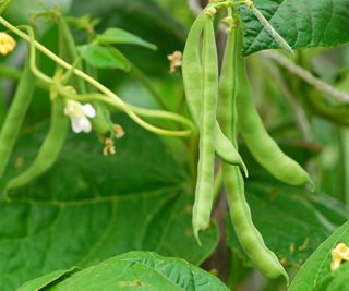 green beans growing