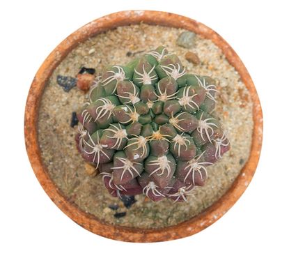 Potted Chin Cactus