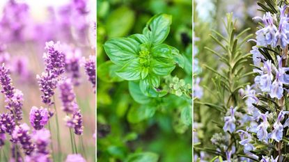 Three pictures of plants that repel ants - a cluster of purple lavender, a close-up of a green basil plant, and a rosemary plant with purple flowers