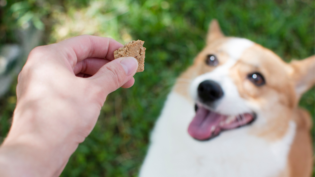 Do dog treats expire? How to long to keep dog treats PetsRadar