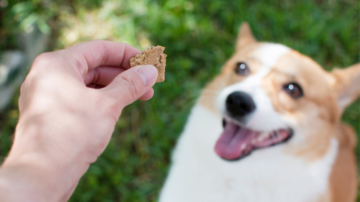 Hand feeding a dog a dog treat