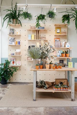 A wooden table with many small cactus plants on it in front of a wall with lots of shelves with various items on them and potted plants hanging above.