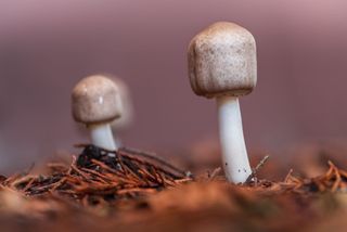 GuruShots - Macro 2024