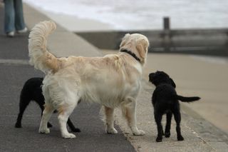 Does a wagging tail always mean a dog is happy