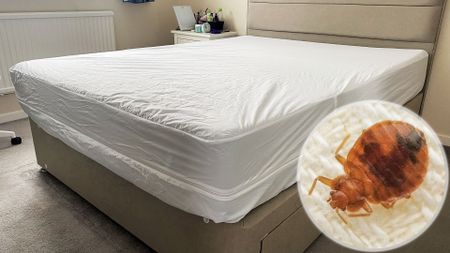 A photo of the Linenspa Mattress Encasement on a mattress on a bed frame in our reviewer's bedroom. In the bottom left corner is an ident showing a close up of a bed bug