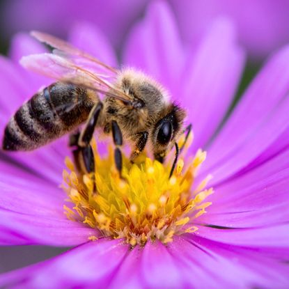 honeybee on a flower