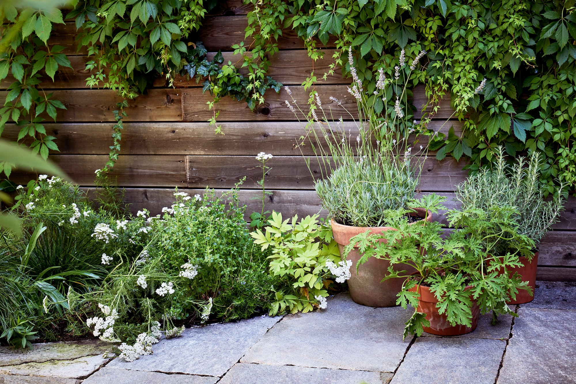 Barbara Bush Brooklyn Backyard