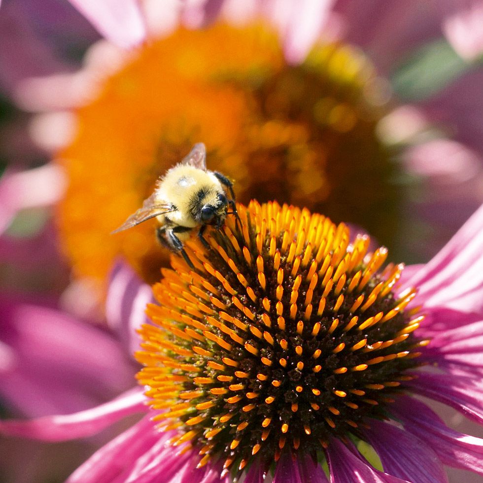 Echinacea purpurea