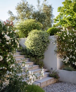 Patio steps made from cortain with climbing roses in raised beds
