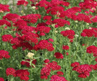 Red Achillea millefolium (yarrow)