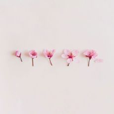 pink, product, flower, cherry blossom, blossom, branch, plant, petal, twig, plant stem,