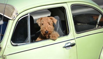 A drunk driver has claimed to police his dog was behind the wheel