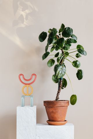 Therapeutic tool on top of slab of marble next to a potted plant