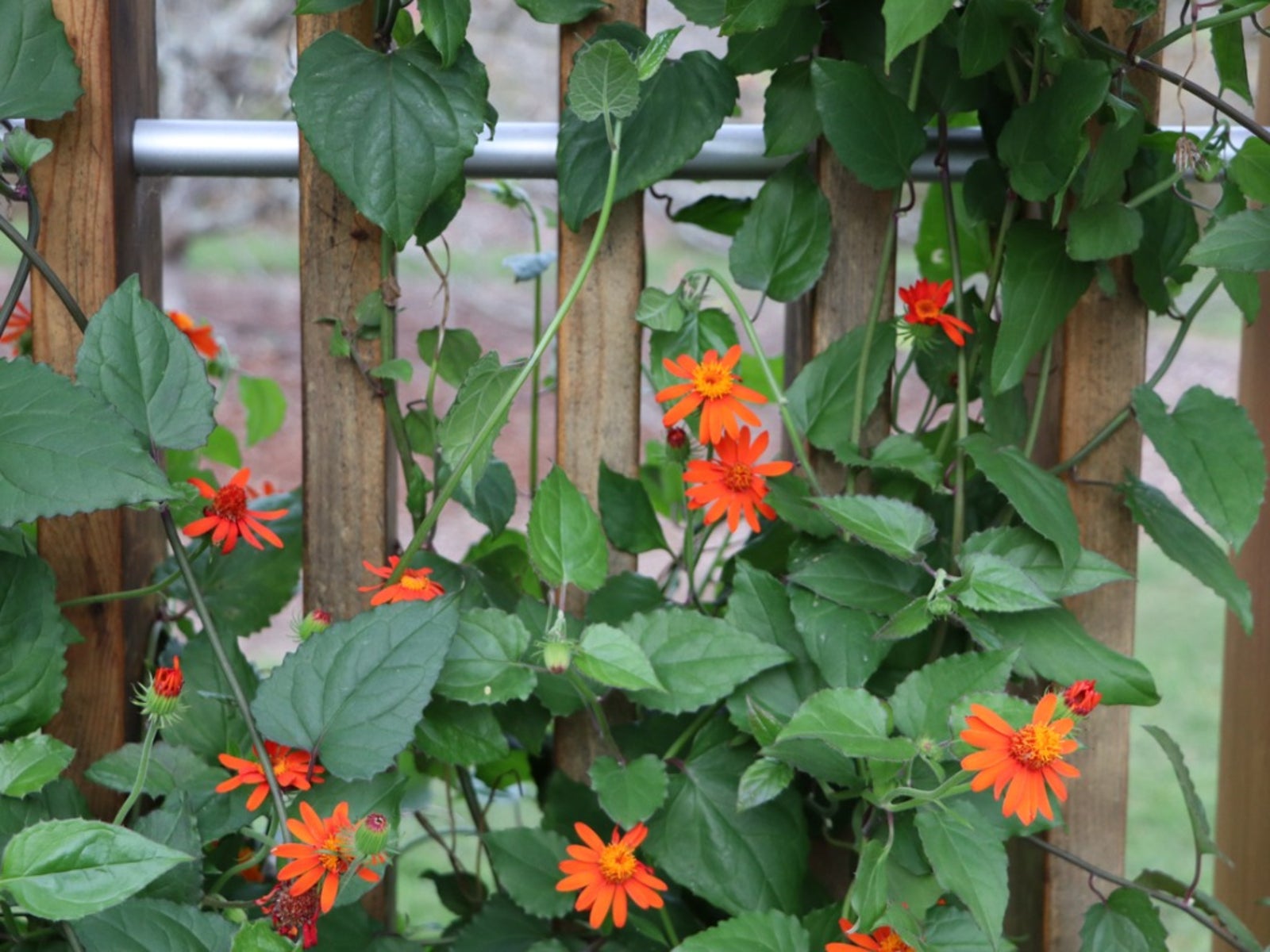 Climbing the walls (and fences, too) with these Vining Plants