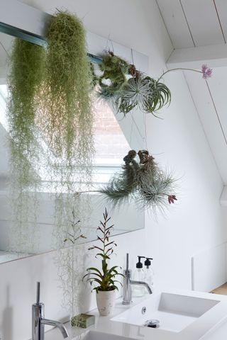 hanging air plants in a bathroom