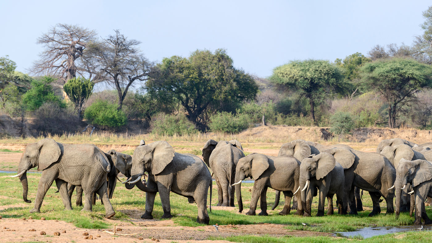 The international ivory trade in five shocking statistics | The Week