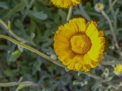 Yellow Desert Marigold Flowers